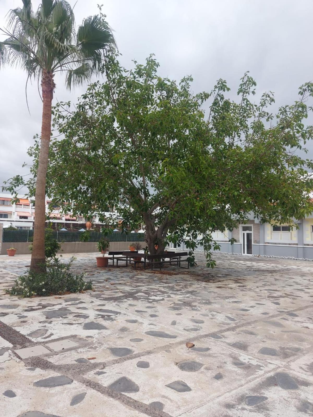 Apartamento Casa Papagayo Arona  Exterior foto